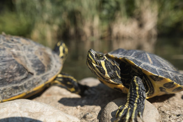 Turtles on warm stones in then afternoon sun