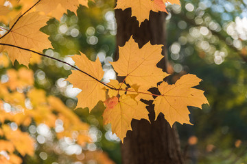 Golden autumn leaves