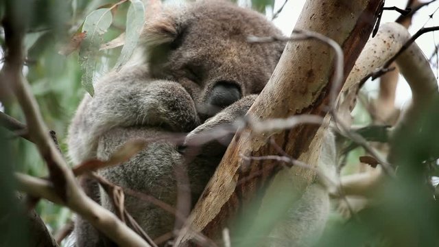 Cute Dreaming Koala