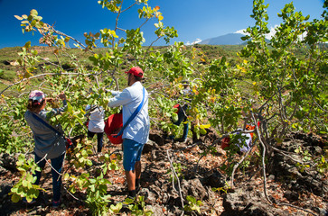 Pistachio picker at work with his red pail during harvest season in Bronte, Sicily, and Mount Etna in the distance