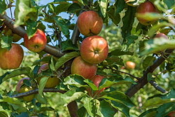 ripe apples on a branch,ripe apples hanging on a branch at orchard
