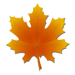 Maple leaf in autumn.Yellow and orange