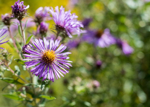 New England American-aster