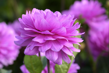 Dahlien (Dahlia), Sorte Karma Lagoon