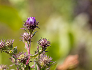 New England aster