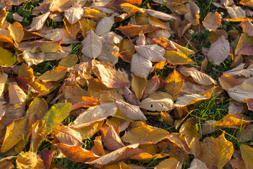 Herbstblätter auf einer Wiese