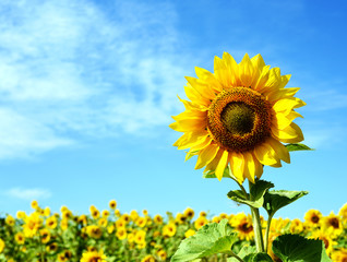 Single Sunflower and Yellow Field of Flowers