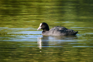 Eurasian coot in water