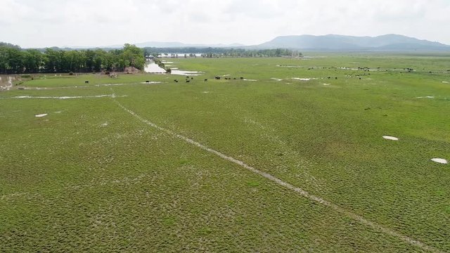 Aerial view over meadow have buffalo herd in the middle of the field in the bright sky And birds fly through  , Drone shot