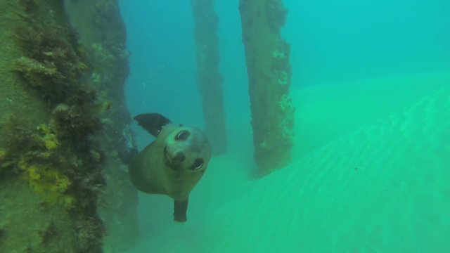 Seals in Port Phillip Bay Australia 