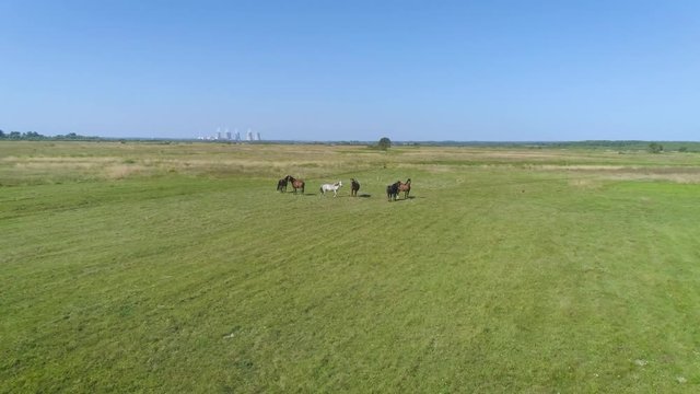 4K Arial footage. Fly to horses in field