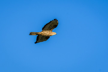 Bird of prey in flight