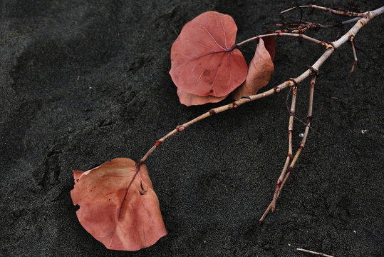 Rote Bl&auml;tter auf dem schwarzen Lavasand am Strand von Saint-Paul auf R&eacute;union