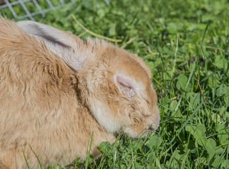 Fototapeta premium ill rabbit with myxomatosis - veterinary problem