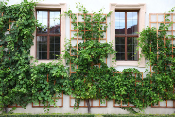 Fototapeta na wymiar House facade with green decoration plants background