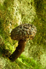 Strubbelkopf-Röhrling