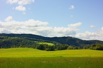 Summer meadow.