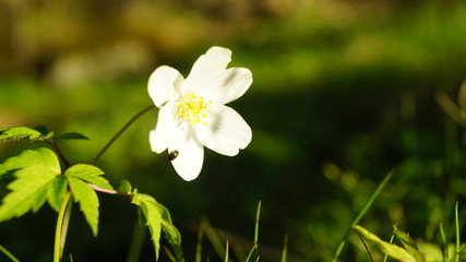 White flower adonis. Spring forest.