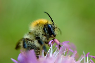 Bumble bee on autumn flower.