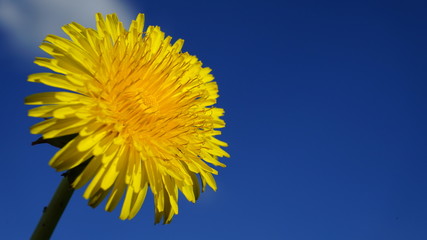 Naklejka premium Blooming yellow dandelion flowers on field.