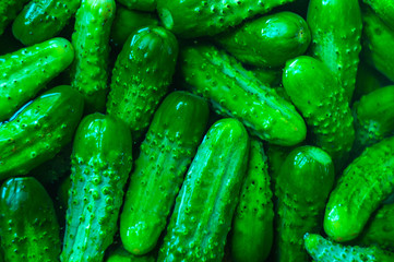 background of many green cucumbers with hard light