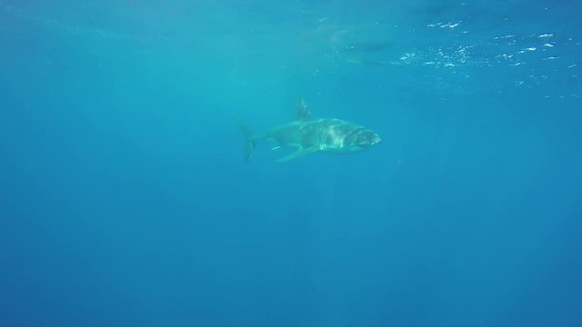 Single great white shark in vast ocean, underwater POV