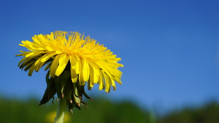 Blooming yellow dandelion flowers on field.