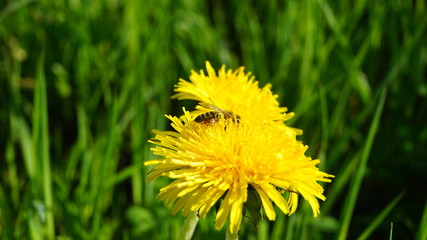 Blooming yellow dandelion flowers on field.