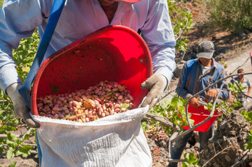 Pistachio picker unloading his red pail in a white sack during harvest season, Bronte, Sicily