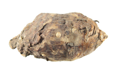 Tuber of Italian arum or Italian lords-and-ladies plant (Arum italicum) isolated on white background