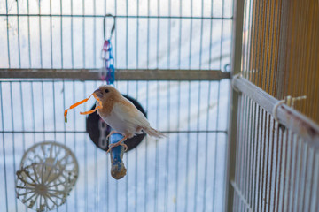 Finch bird with paper on beak