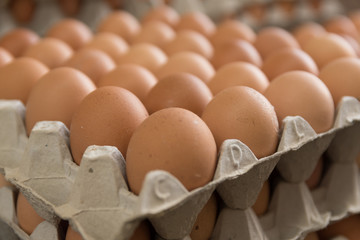 Group of eggs in paper plato