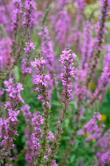 lavender flower field close up