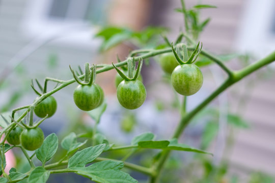 Green Cherry Tomato