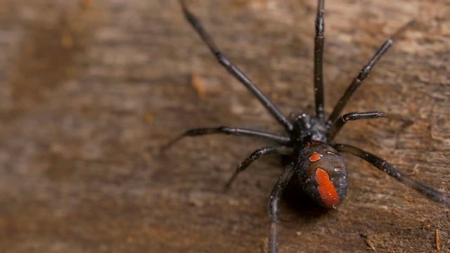 Close up, brown widow spider
