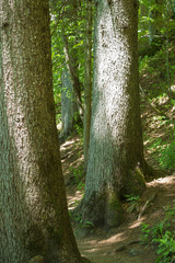 two centennial trees, in a mountain forest