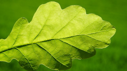 Oak green young leaf.