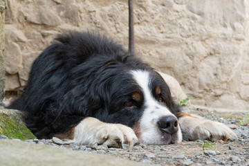 Bernese Mountain Dog, Bernese in detail