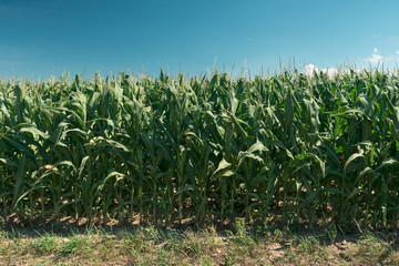 Field of corn, Zea mays