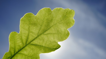 Oak green young leaf.