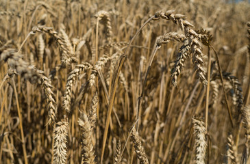 Field of corn, Triticum