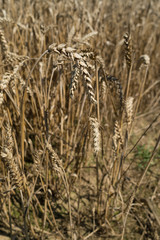 Field of corn, Triticum
