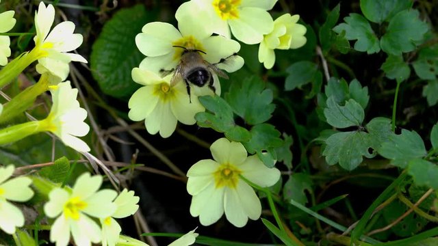 Primrose-Primula vulgaris - 4K