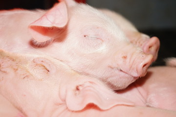 small piglets sleeping.