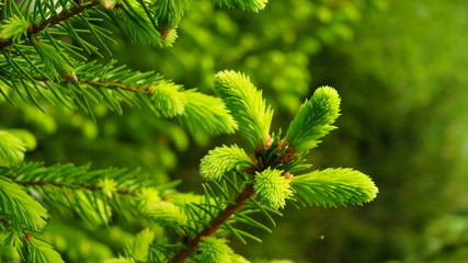 fir tree branch