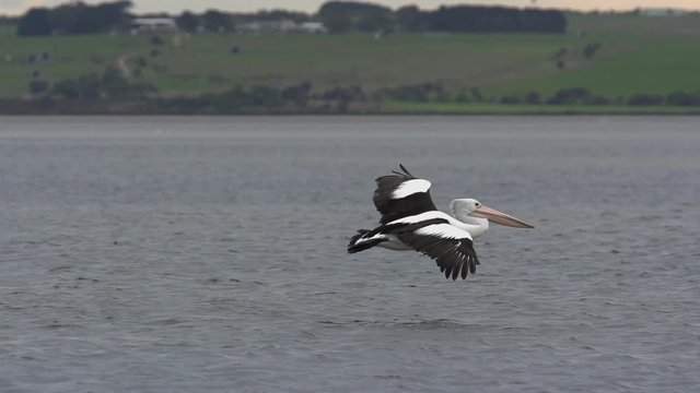 Pelican Landing Slow Motion 