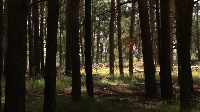 movement of the camera in a pine forest. Slow motion
