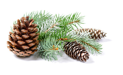 Christmas decoration with fir tree and cones isolated on a white background