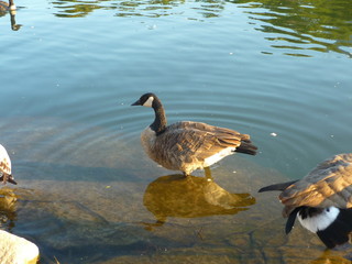 Obraz premium Duck - Port Credit - Ontario