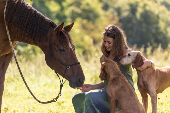 Fototapeta Ładna dziewczyna z koniem i psami